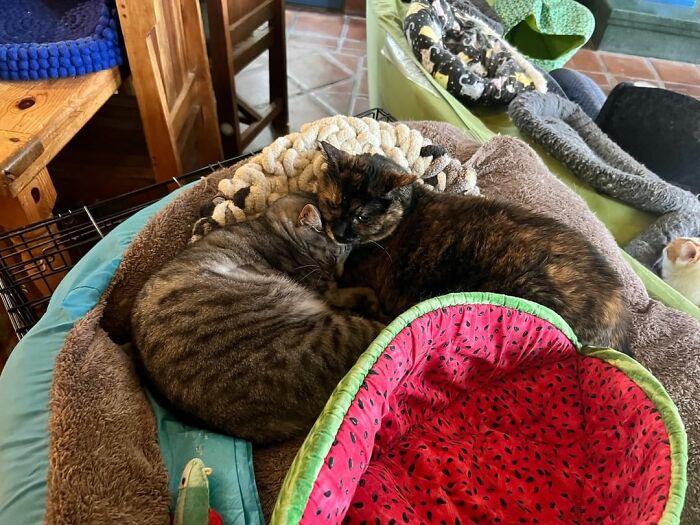 This Man Designed A Purrfect House For His 20-Plus Rescue Cats