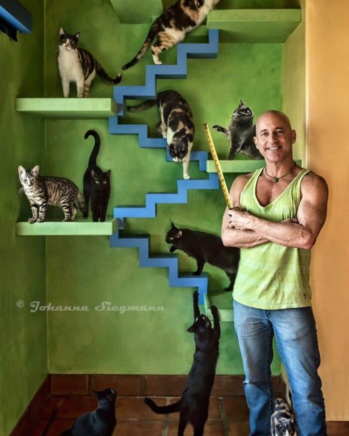 This Man Designed A Purrfect House For His 20-Plus Rescue Cats