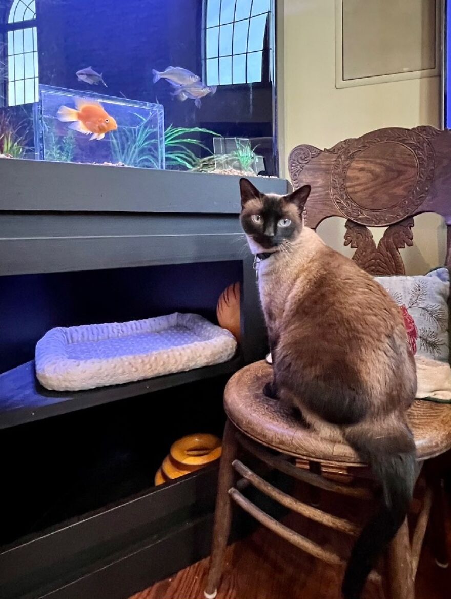 Este gato tiene su propio acuario hecho a medida que le permite observar a los peces de forma segura