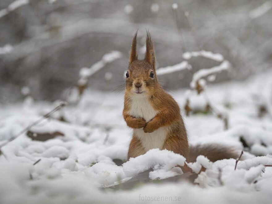 Walking In A Winter Wonderland