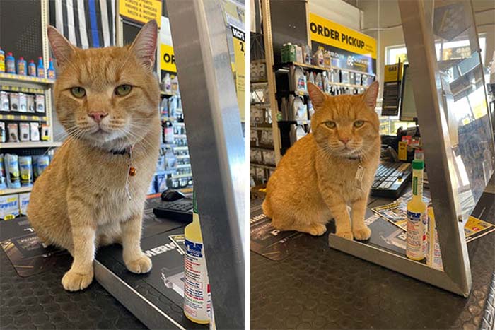 Little Helper At Auto Store