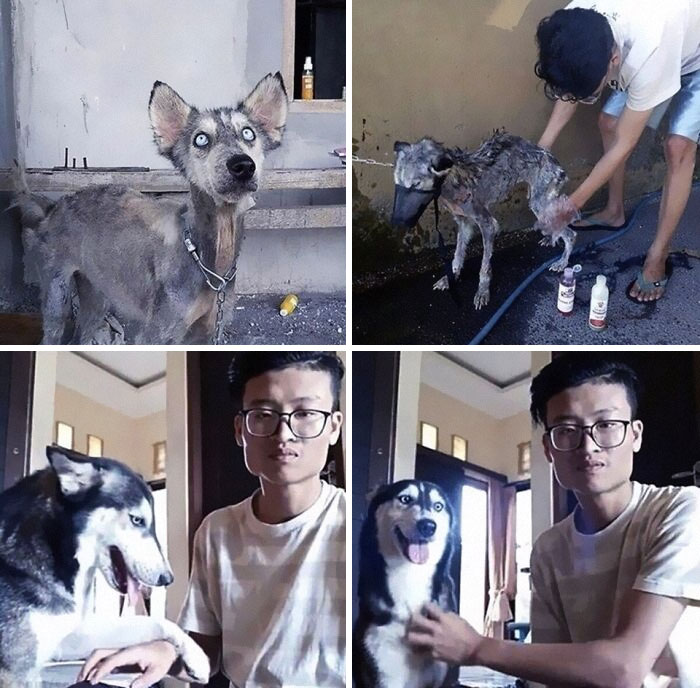 The Guy Picked Up The Exhausted Dog, And He Turned Out To Be A Wonderful Husky