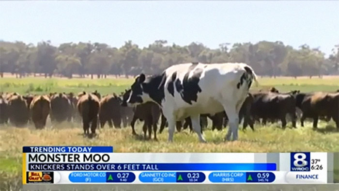 Absolute Unit Of A Cow Stands Over 6ft Tall