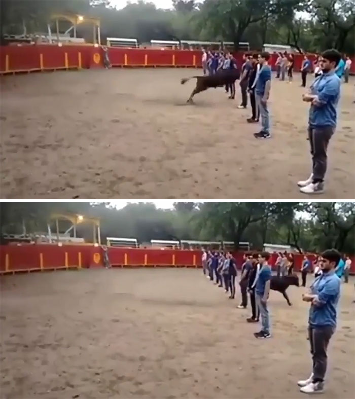 A Teacher Shows That A Bull In A Square Full Of People Does Not Attack Anyone If It Is Not Threatened