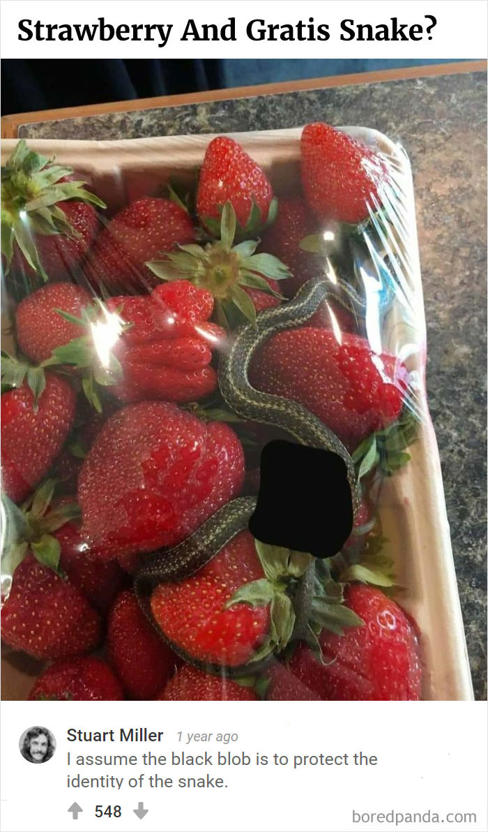 Bored Panda's Hall Of Fame