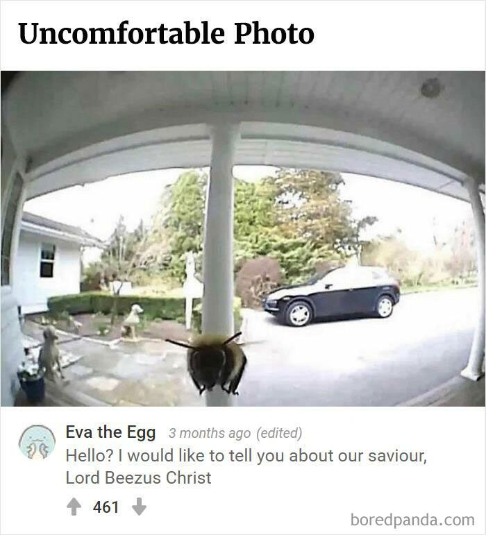 Bored Panda's Hall Of Fame