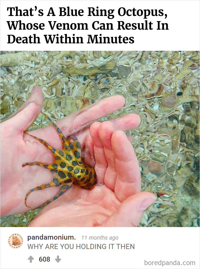 Bored Panda's Hall Of Fame