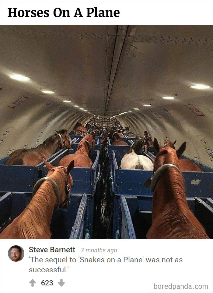 Bored Panda's Hall Of Fame