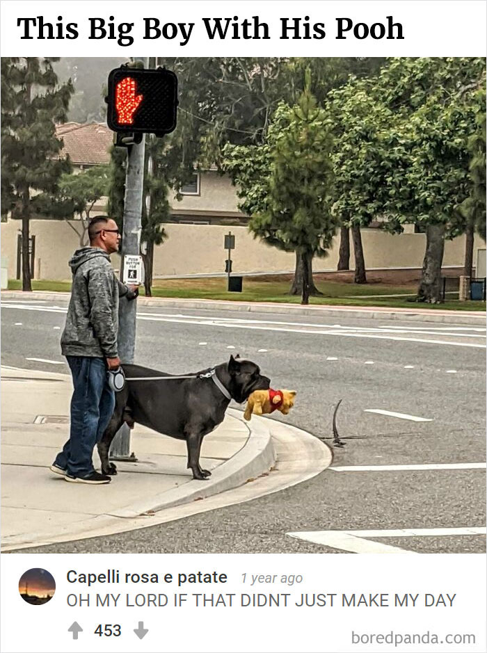 Bored Panda's Hall Of Fame