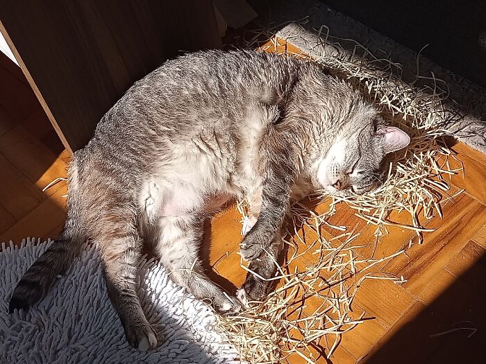 Like A Bird On The Nest