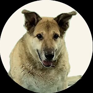 hunnythedog