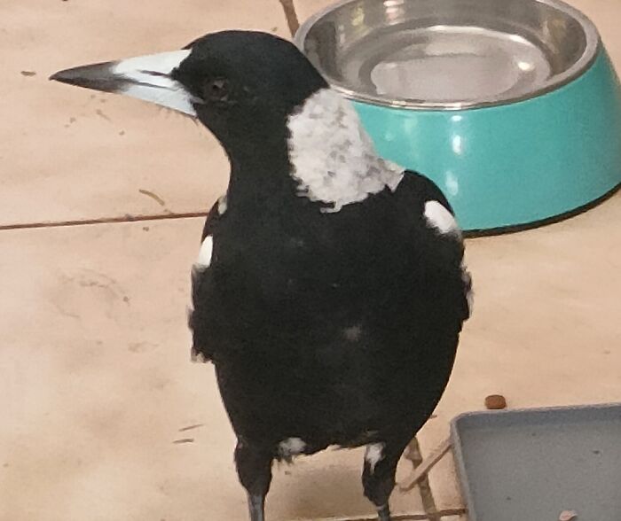 A Visit From The Friendly Neighborhood Magpie. She Likes Coming In To Check Out The Cat Food