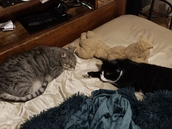 Lt Commander Geordie Laforge And Transporter Chief Miles O'brien Napping With Stuffie Shaggy.