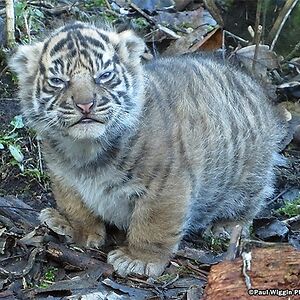 michellequehl avatar