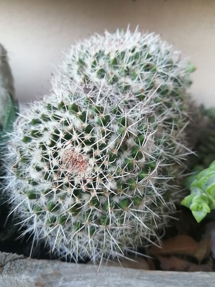 Cactus Taken For A Just-Installed Plant Identification App