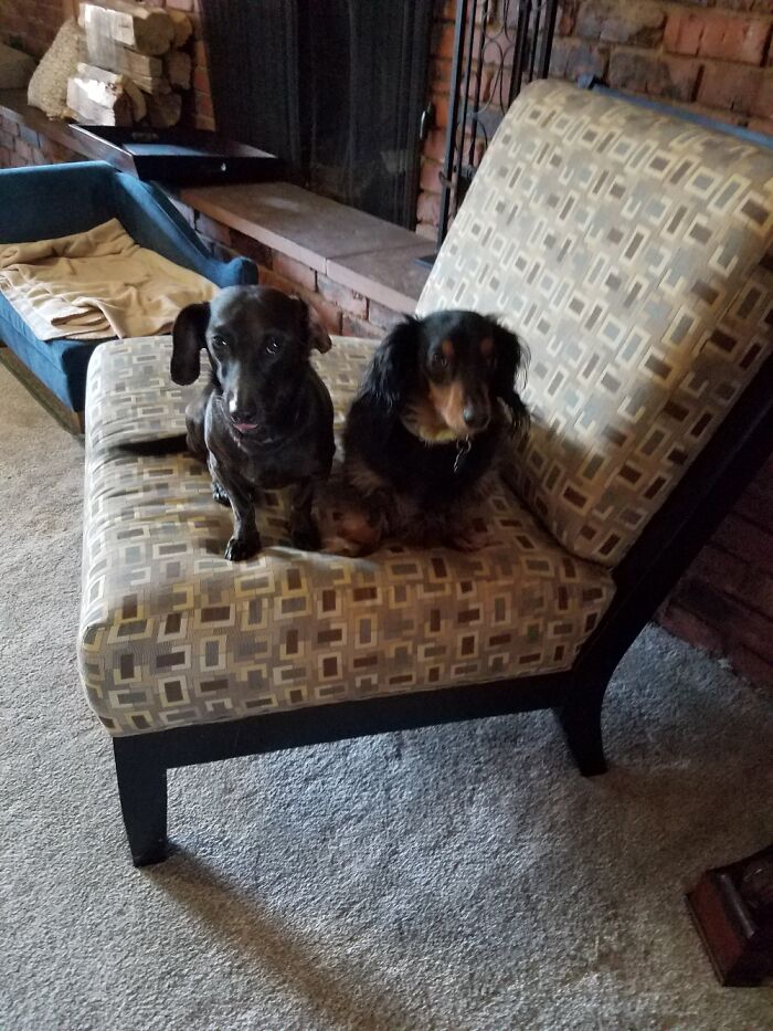 Daisy And Barney Waiting Patiently