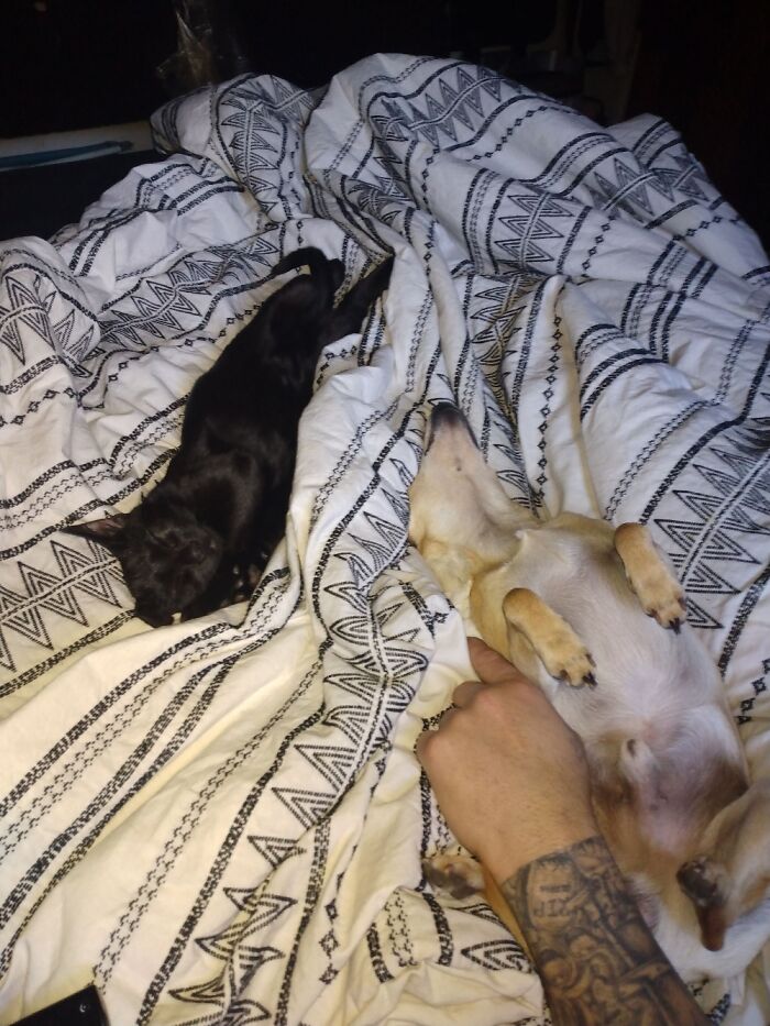 Spikey And Kitty Sleeping