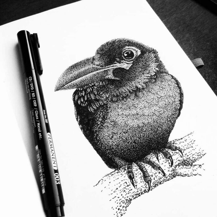 Just A Curious Crow!