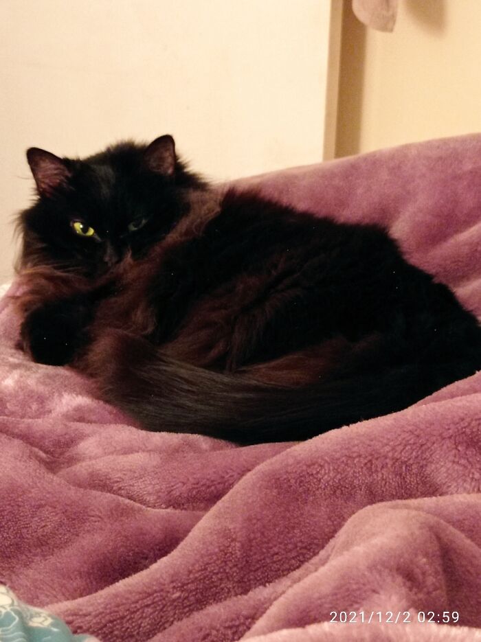 My Beautiful Emotional Support Cat, Magic Fuzzypaws ❤️