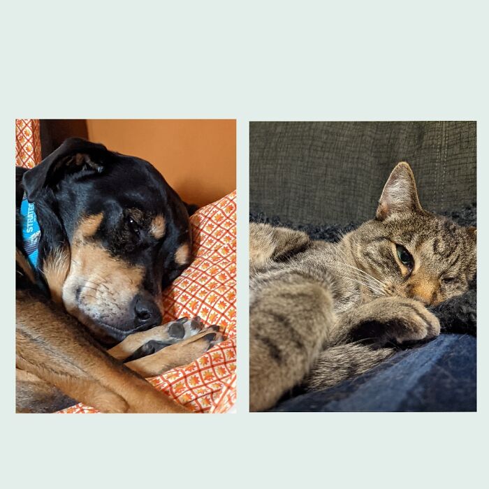 My Dog And My Cat Like To Nap Cuddling Their Back Legs With Their Front Legs