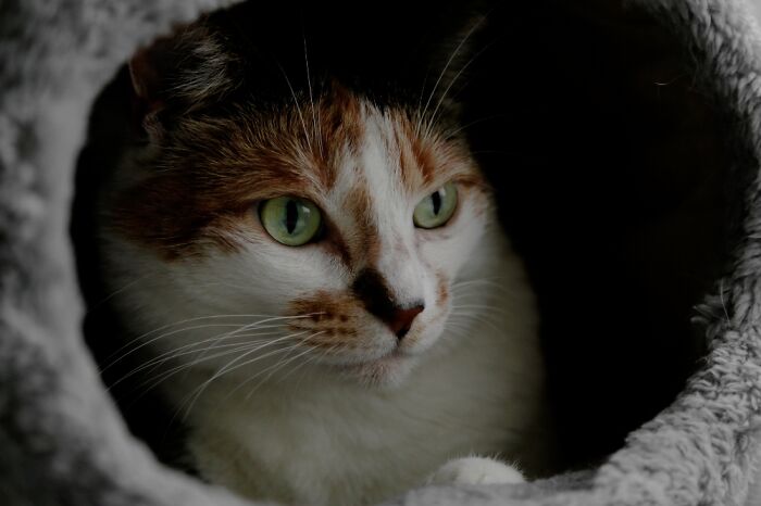 Shelby In Her Favorite Spot