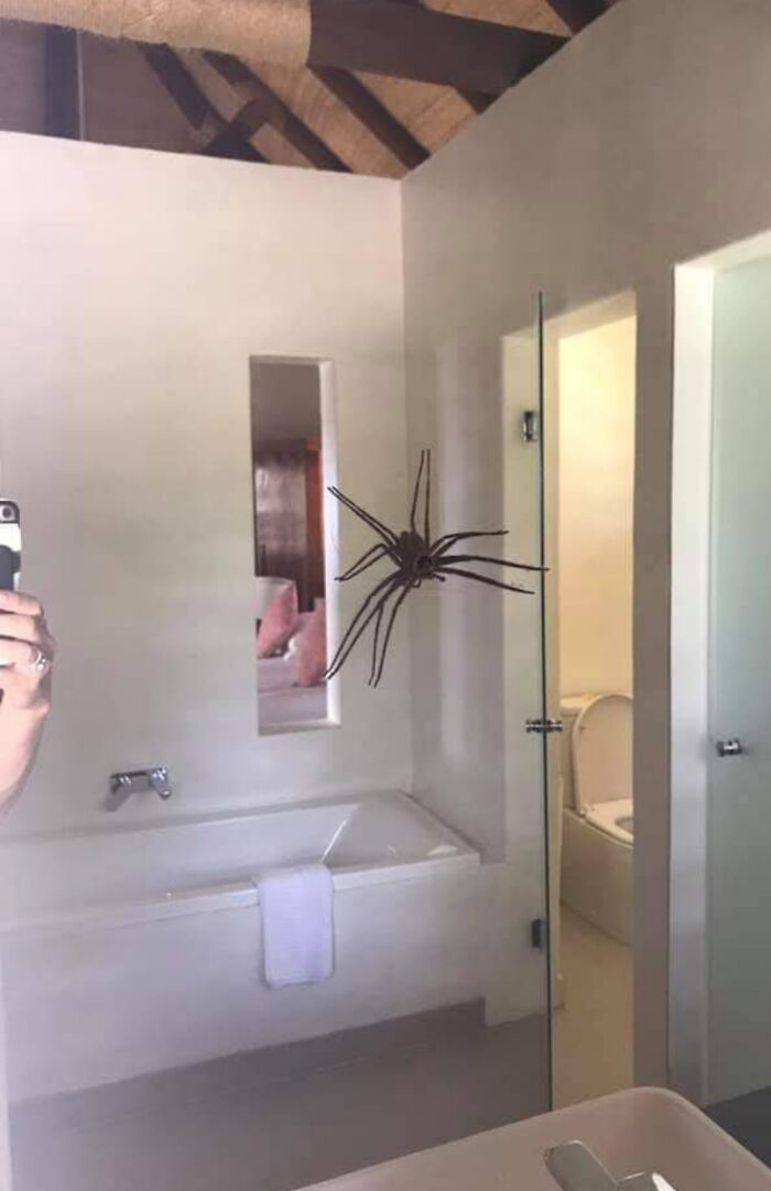 Sweet Australian Animal World In My Bathroom...