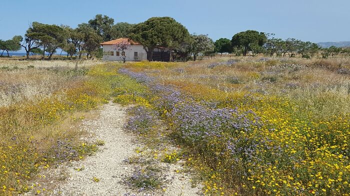 Spring In Cyprus