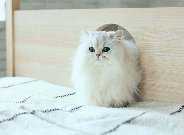 Unusual Furniture: This Interior Company Combined A Bed With A Cat Tower