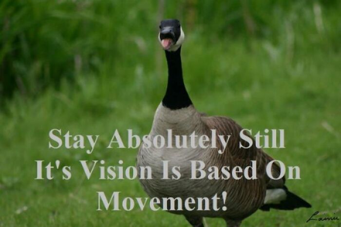 Canadian meme showing a goose with text: "Stay absolutely still. Its vision is based on movement!"