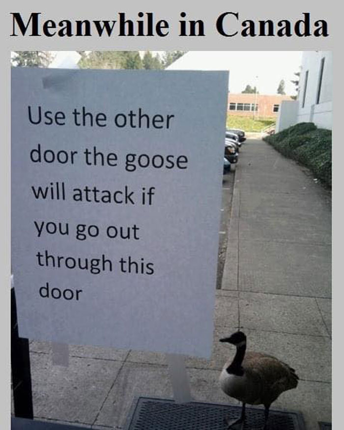 Sign warning of goose attack, capturing Canadian stereotypes humor.