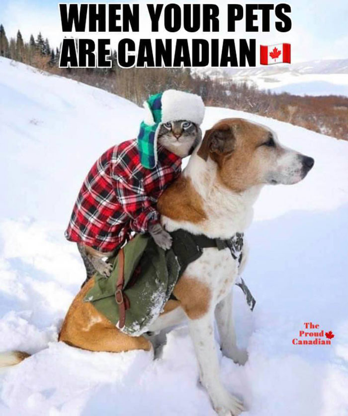 Cat in plaid, wearing a winter hat, rides a large dog in snowy landscape, portraying Canadian stereotypes humor.