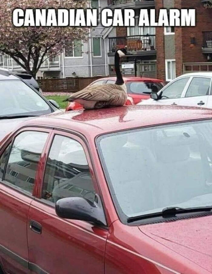 Canadian stereotype meme with a goose humorously sitting on a red car labeled "Canadian Car Alarm."