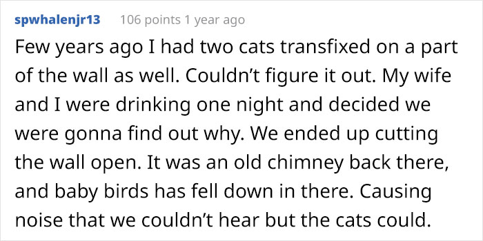 Guy Wonders What's Wrong With His Cat Who's Obsessed With A Single Wall In The House, Investigation Leads To Discovery Of A Hidden Basement Guy Wonders What's Wrong With His Cat Who's Obsessed With A Single Wall In The House, Investigation Leads To Discovery Of A Hidden Basement