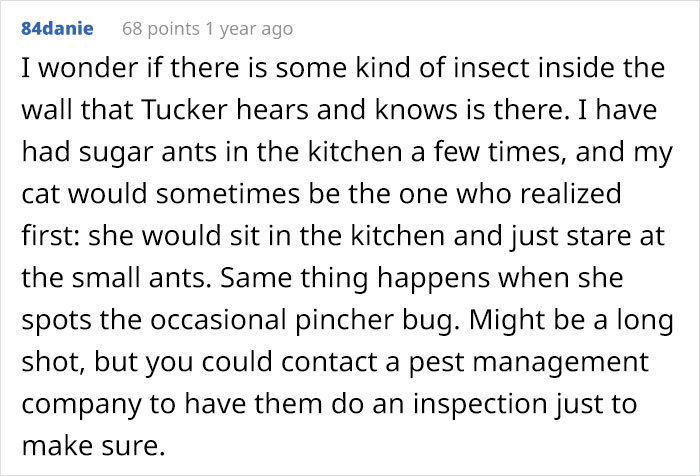 Guy Wonders What's Wrong With His Cat Who's Obsessed With A Single Wall In The House, Investigation Leads To Discovery Of A Hidden Basement Guy Wonders What's Wrong With His Cat Who's Obsessed With A Single Wall In The House, Investigation Leads To Discovery Of A Hidden Basement
