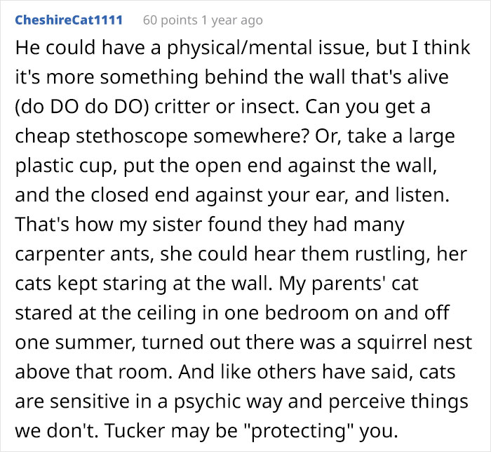 Guy Wonders What's Wrong With His Cat Who's Obsessed With A Single Wall In The House, Investigation Leads To Discovery Of A Hidden Basement Guy Wonders What's Wrong With His Cat Who's Obsessed With A Single Wall In The House, Investigation Leads To Discovery Of A Hidden Basement