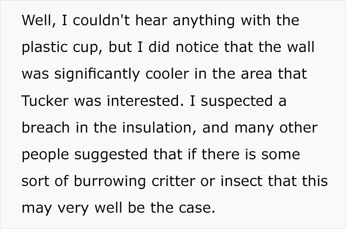 Guy Wonders What's Wrong With His Cat Who's Obsessed With A Single Wall In The House, Investigation Leads To Discovery Of A Hidden Basement Guy Wonders What's Wrong With His Cat Who's Obsessed With A Single Wall In The House, Investigation Leads To Discovery Of A Hidden Basement