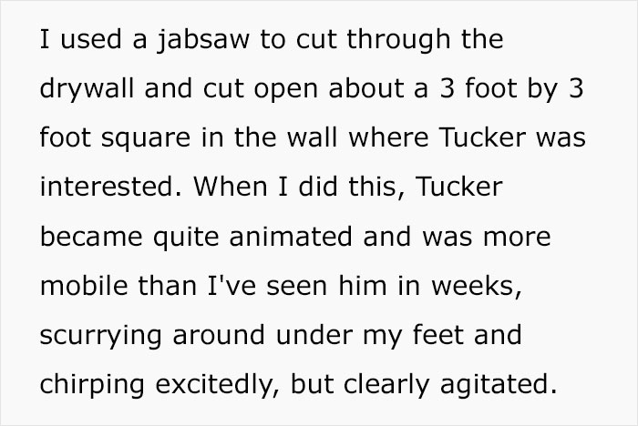 Guy Wonders What's Wrong With His Cat Who's Obsessed With A Single Wall In The House, Investigation Leads To Discovery Of A Hidden Basement Guy Wonders What's Wrong With His Cat Who's Obsessed With A Single Wall In The House, Investigation Leads To Discovery Of A Hidden Basement