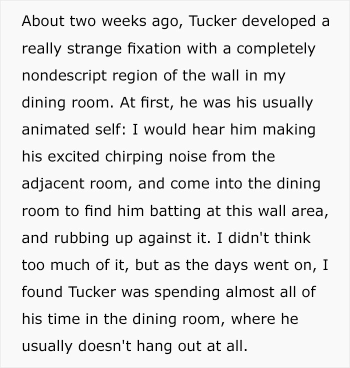 Guy Wonders What's Wrong With His Cat Who's Obsessed With A Single Wall In The House, Investigation Leads To Discovery Of A Hidden Basement Guy Wonders What's Wrong With His Cat Who's Obsessed With A Single Wall In The House, Investigation Leads To Discovery Of A Hidden Basement