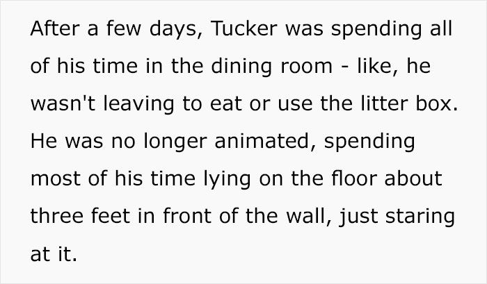Guy Wonders What's Wrong With His Cat Who's Obsessed With A Single Wall In The House, Investigation Leads To Discovery Of A Hidden Basement Guy Wonders What's Wrong With His Cat Who's Obsessed With A Single Wall In The House, Investigation Leads To Discovery Of A Hidden Basement