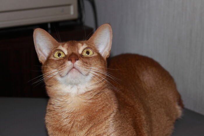 Guy Wonders What's Wrong With His Cat Who's Obsessed With A Single Wall In The House, Investigation Leads To Discovery Of A Hidden Basement Guy Wonders What's Wrong With His Cat Who's Obsessed With A Single Wall In The House, Investigation Leads To Discovery Of A Hidden Basement