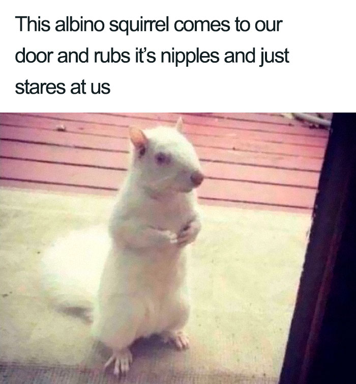Squirrel