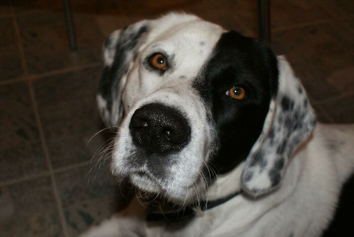 10 Conmovedores casos de perros rescatados que al final consiguieron confiar en sus humanos