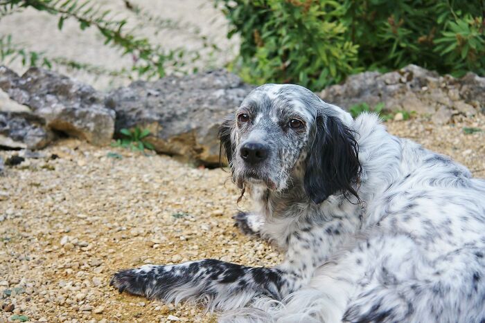 14 Heartwarming Instances Of Rescue Dogs Building Trust With Their Humans, Shared In This Online Thread