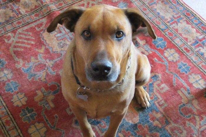 10 Conmovedores casos de perros rescatados que al final consiguieron confiar en sus humanos