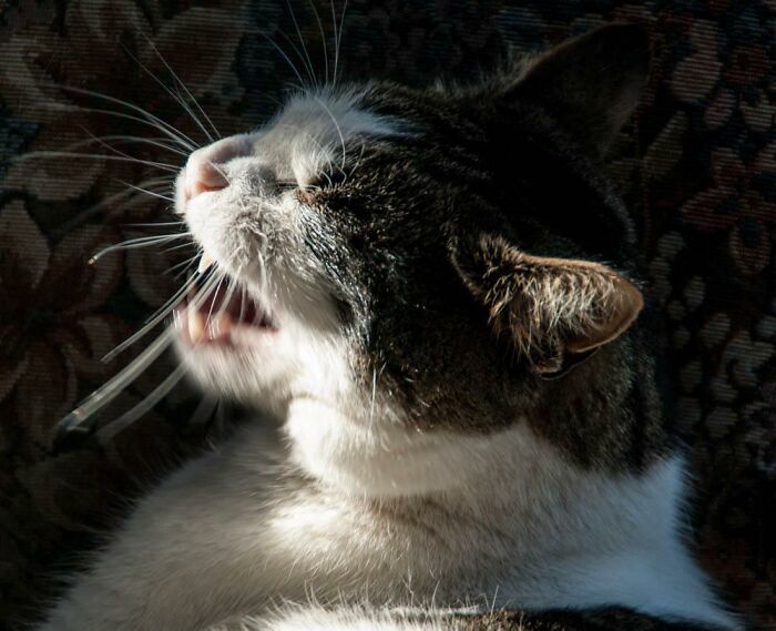 'Did You Know': 30 Facts About Cats That You Might Not Have Heard Of