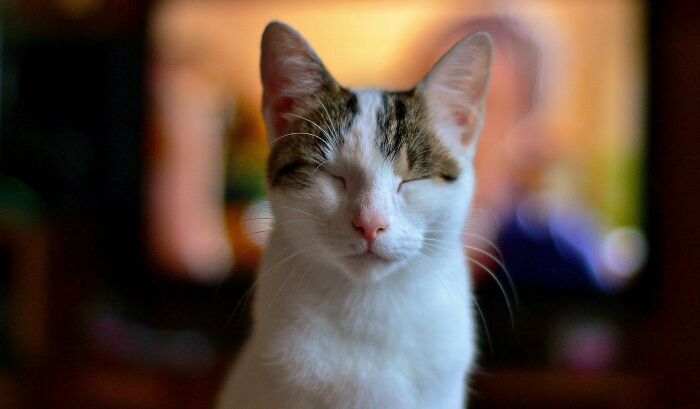 20 Datos sobre gatos que quizás nunca habías escuchado