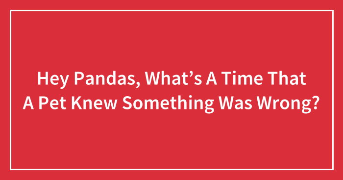 Hey Pandas, What’s A Time That A Pet Knew Something Was Wrong? (Closed)