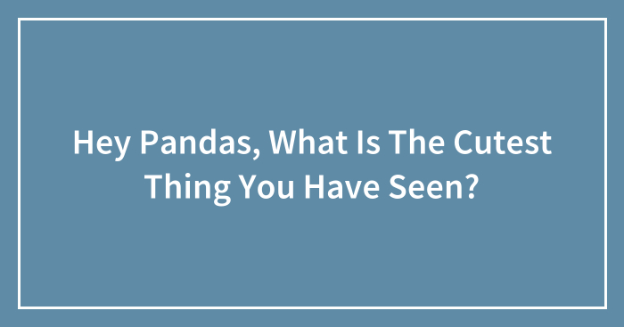 Hey Pandas, What Is The Cutest Thing You Have Seen? (Closed)