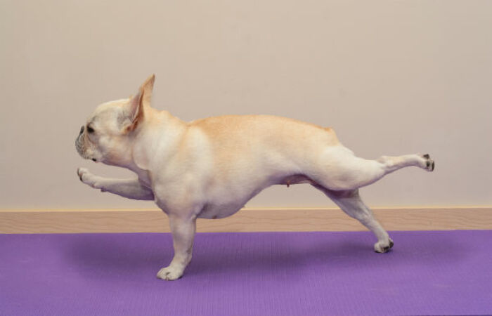 Hey Pandas, Photoshop This Dog Somewhere Else (Closed)