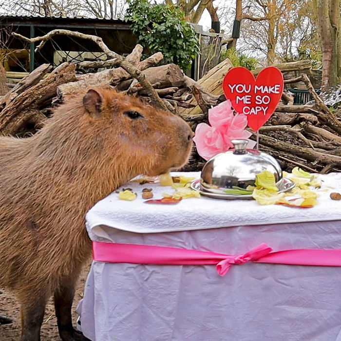 These Capybaras Were Treated To A Romantic Meal For A Capy Valentine’s Day